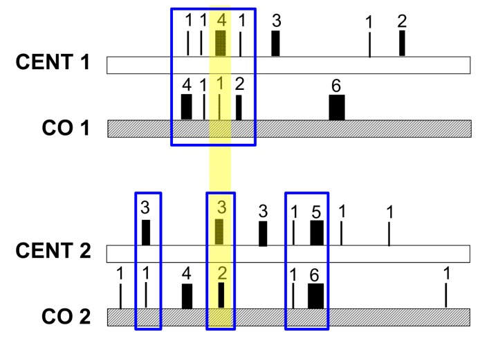 Model of the mechanism of heteroplasmic patterns in blood of long-lived families