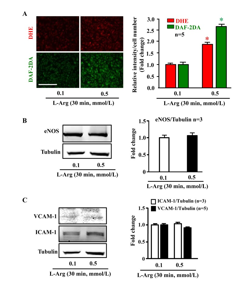 Acute L-arginine supplementation enhances production of both NO and superoxide anion