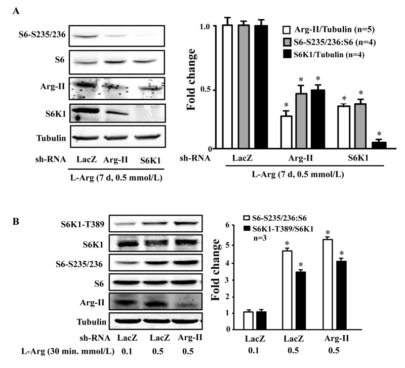 S6K1 and Arg-II form a positive regulatory circuit under the condition of chronic L-arginine supplementation