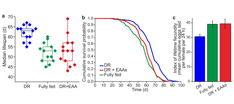 Amino acids mediate lifespan and fecundity changes under DR