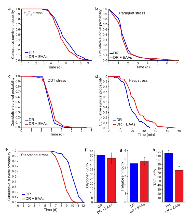 Phenotype comparisons between dietary restricted flies and those supplemented with EAAs