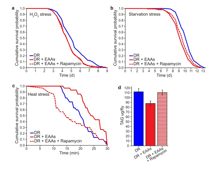 The effect of rapamycin to alter phenotypic differences between DR and DR+EAA flies