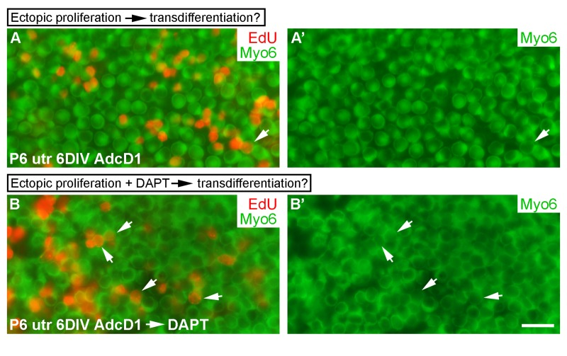 Uncoupling between forced proliferation and transdifferentiation. (A,A') AdcD1-infected P6 utricles show rare EdU+/myo6+ hair cells at 6 DIV (arrow). (B,B') AdcD1-infected and DAPT-treated P6 utricles contain high numbers of EdU+/myo6+ hair cells (arrows) at 6 DIV (regimen of the treatments explained in Results). Abbreviations: AdcD1, adenovirus encoding cyclin D1; Myo6, myosin 6; utr, utricle. Scale bar, shown in B': A-B', 20 µm.