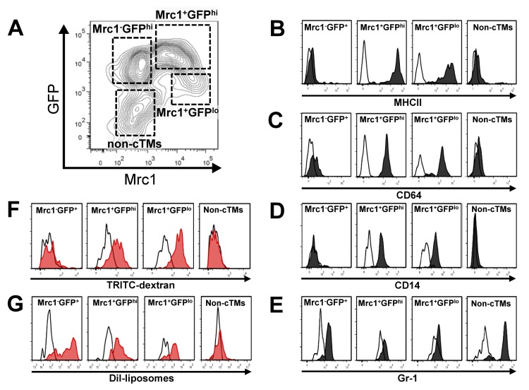 Immunophenotypic and functional characteristics of cTMs. (A)