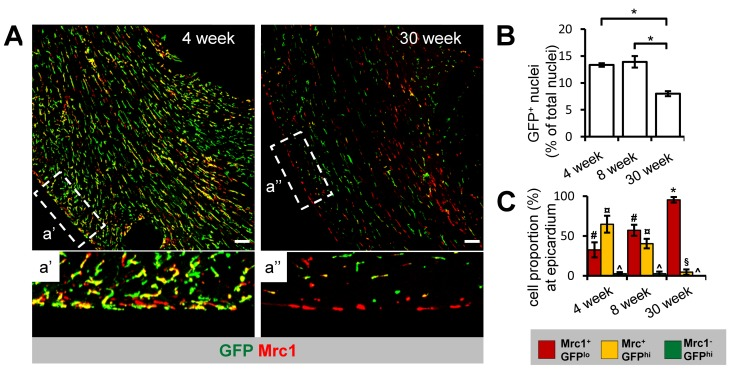 Age-dependent decline in Cx3cr1+ cTM cell density and proportion at the epicardium