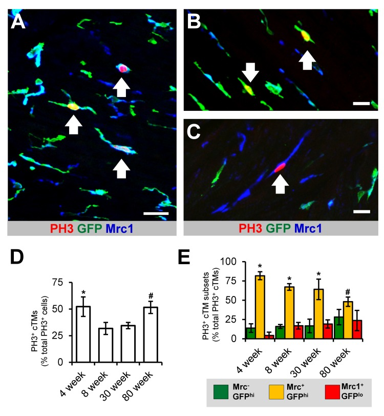 Proliferative potential of cTMs