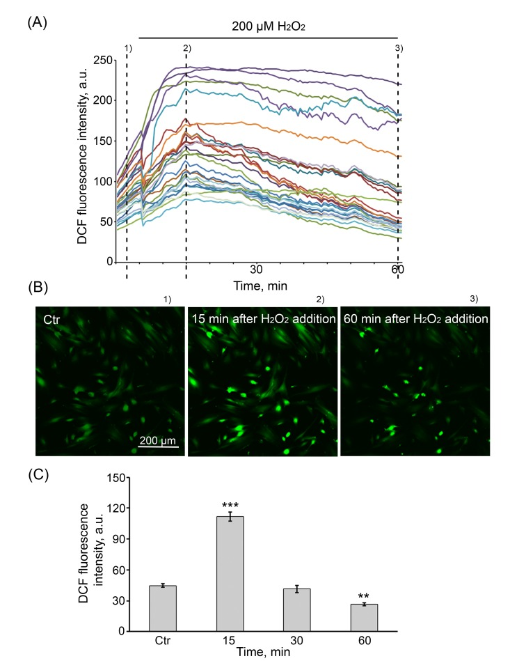 The dynamics of H2O2 penetration into hMESCs