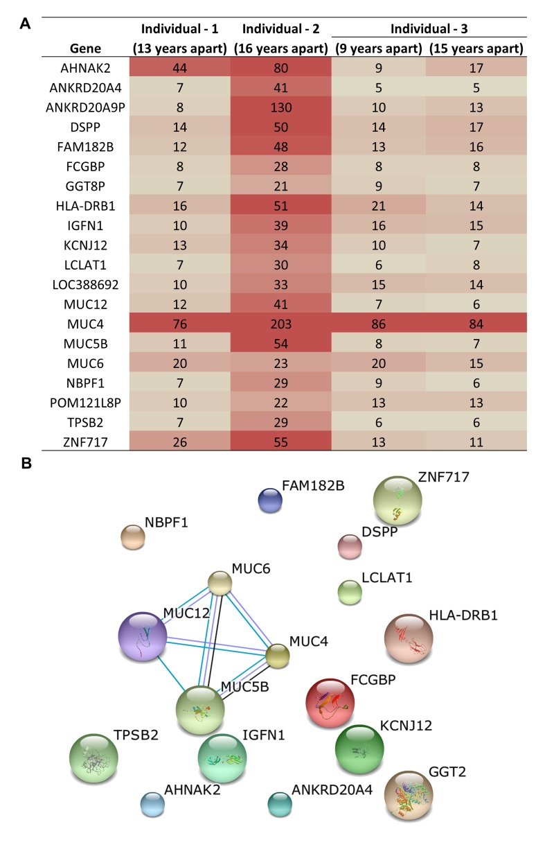 Common genes that acquired genetic variation upon aging and were among the top 100 most frequent variants