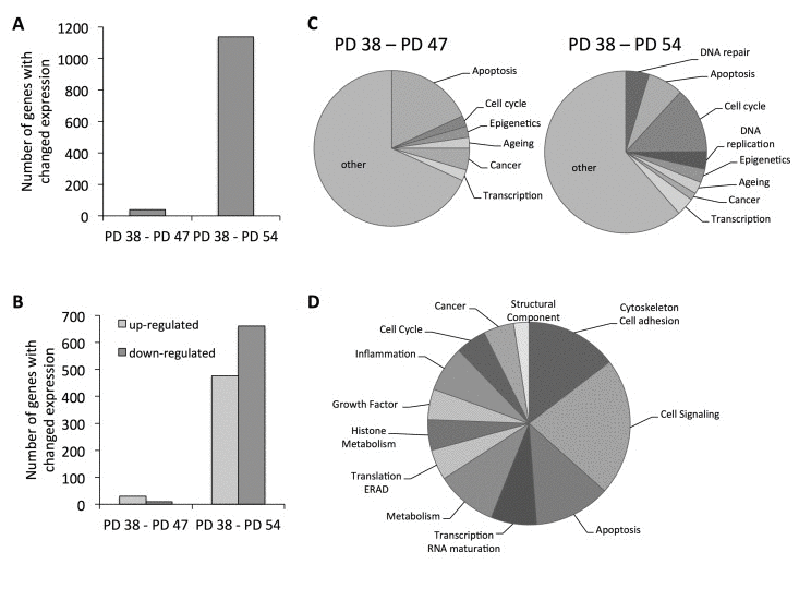 Functional classification of the gene expression results