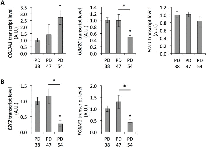 Senescence-associated gene expression