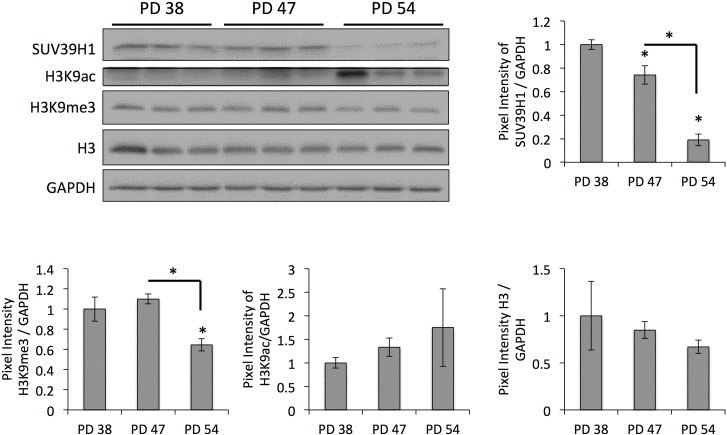 Age-dependent downregulation of SUV39H1 correlates with a reduction in H3K9me3 levels