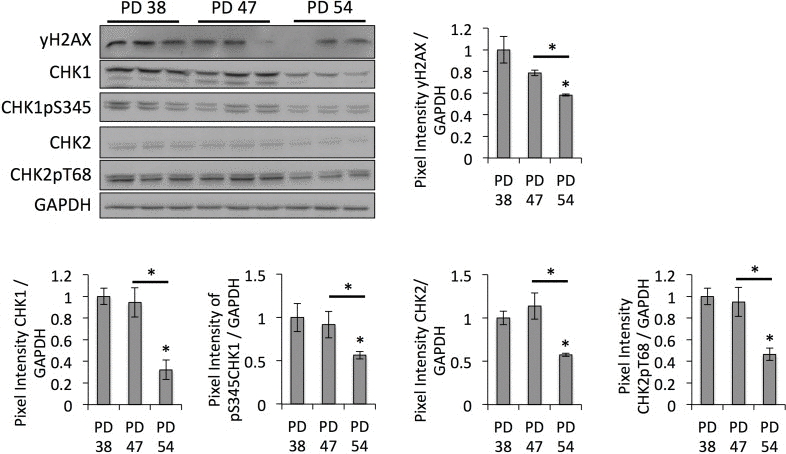 DNA damage checkpoint regulators are downregulated in senescent cells