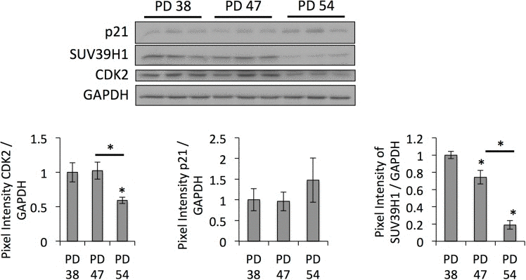 Downregulation of SUV39H1 affects gene expression profiles