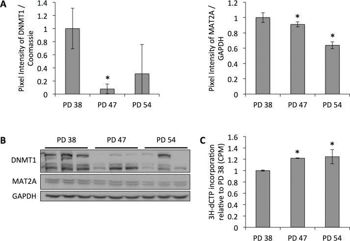 Reduced protein levels of DNMT1 correlate with decreased global DNA methylation