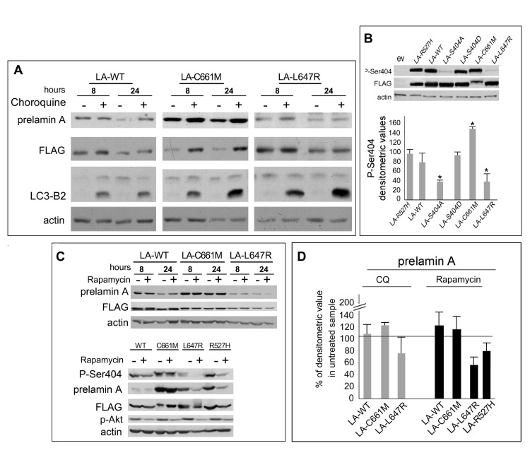 Mechanisms of prelamin A degradation