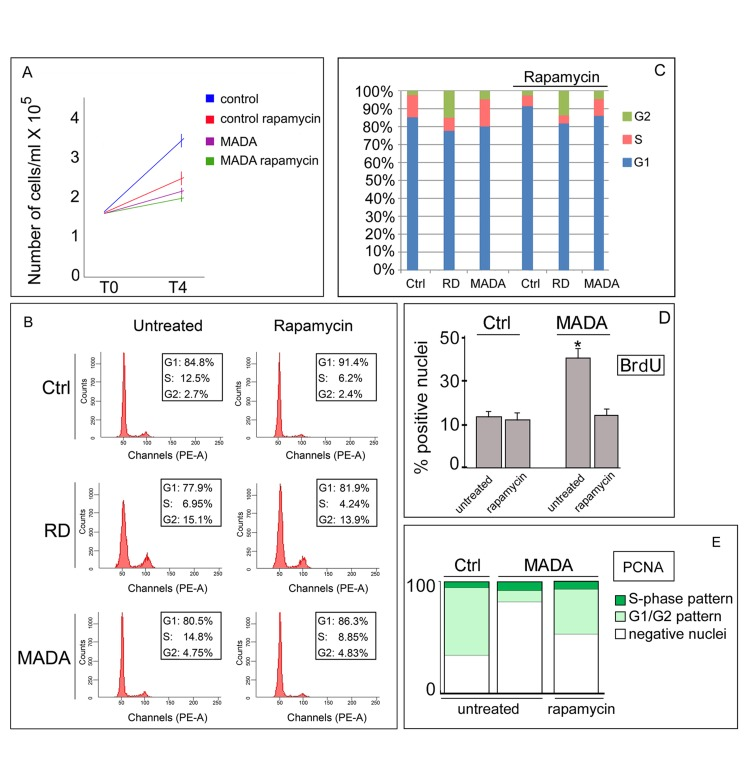 Cell cycle dynamics is partially rescued by rapamycin in MADA fibroblasts