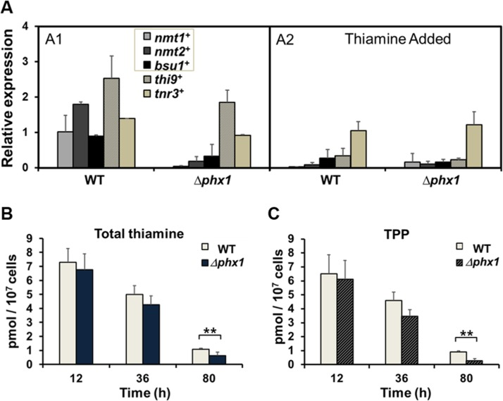 Thiamine supply is activated by Phx1