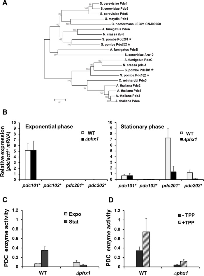 Stationary phase-specific pyruvate decarboxylases are regulated by Phx1