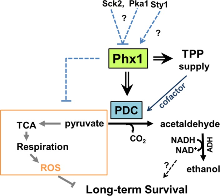 Scheme for mechanism of Phx1 to prolong viability during stationary phase