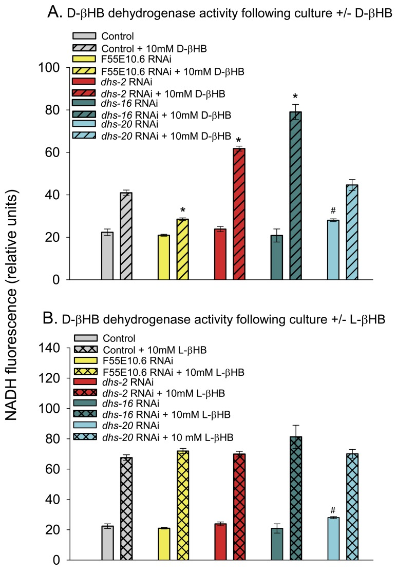 D-βHB dehydrogenase activity in worm extracts following RNAi-mediated gene knockdown. (A) D-βHB dehydrogenase activity following worm culture in the absence or presence of 10 mM D-βHB. Conditions in the legend refer to the culture conditions. The genes F55E10.6, dhs-2, dhs-16, or dhs-20 were knocked down by RNAi feeding (* p (B) D-βHB dehydrogenase activity following worm culture in the absence or presence of 10 mM L-βHB. The assay conditions were the same as panel A (# p 