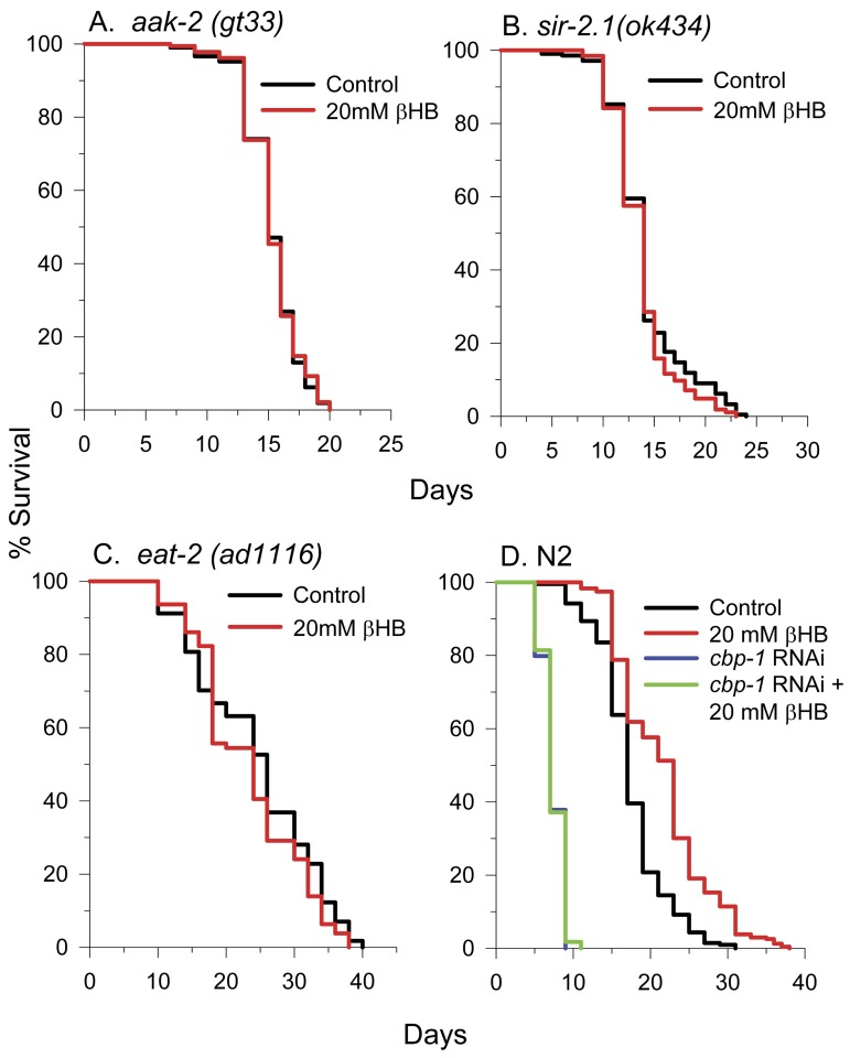 βHB extends lifespan in a similar manner as DR and requires AAK-2, SIR-2.1, and CBP-1. (A) βHB does not extend lifespan of AMPK mutant aak-2(TG38) worms, (B) sir-2.1(ok434) worms, or (C)eat-2(ad1116) worms. (D) Additionally, βHB does not extend the lifespan cbp-1 RNAi knockdown N2 worms.