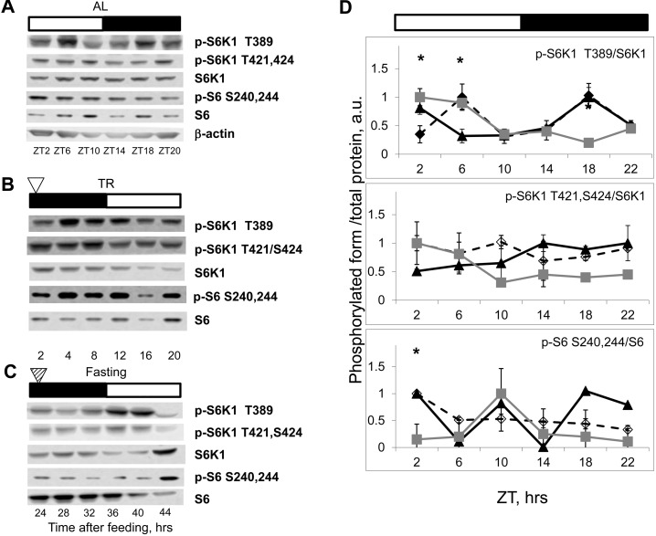 NAMO-controlled rhythms in mTORC1 activity are present in the spleen. Bars on the top of the figure represent the light (open bars) and the dark (black bars) parts of the day. ZT0 is the time when light is turned on. (A, B and C) Representative Western blots (WB) of daily rhythms in phosphorylation of mTORC1 downstream targets in the spleen: (A) of ad libidum (AL) fed mice; (B) of time restricted (TR) fed mice; (C) of fasted (F) mice (animals were entrained to TR feeding, 100% of daily food intake was provided as a single meal at the time point 0 (ZT14), but no food was provided for the last period (24-44h)). The white arrowhead indicates the time of feeding; the striped arrowhead indicates the time of expected feeding. (D) Quantification of phosphorylation of S6K1 and ribosomal S6 proteins on indicated sites normalized to total levels of the indicated proteins in the spleen of AL (open diamonds, dashed black line), TR (black triangles, solid black line) and F (gray squares, gray line) mice. 3 male mice per each time point and feeding regimen have been used. Data present Average +/− SEM; * p