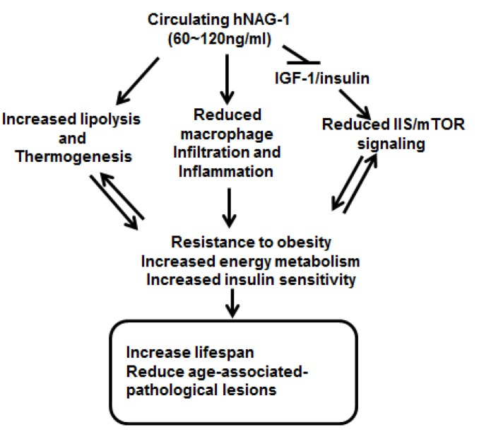 Schematic model for increased survival and lifespan in hNAG-1 mice