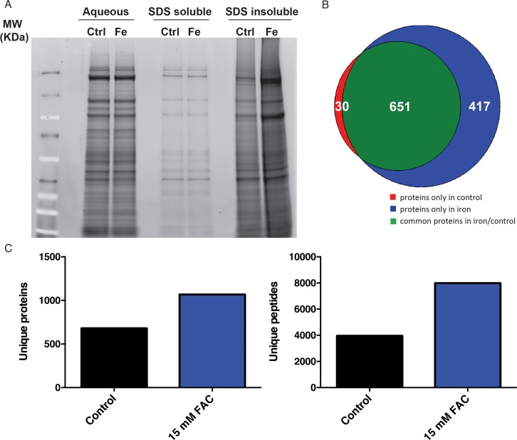 Accumulation of insoluble proteins in iron treated C. elegans. (A) SDS PAGE gel of the aqueous, SDS-soluble and SDS-insoluble protein fractions of control and iron treated animals. (B) Number of insoluble proteins overlapping between control and iron treated animals as identified by Mass Spectroscopy. (C) Quantification of proteins and peptides in the SDS-insoluble fraction of control and animals treated with 15mM FAC from day one of adulthood.