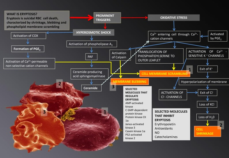 Eryptosis and its signalling molecules: the changes it effects on erythrocytes. Prominent triggers are hyperosmotic shock and oxidative stress. These triggers result in three morphologically visible changes to RBCs and these are phospholipid membrane scrambling (1); cell shrinkage (2) and membrane blebbing (3); when any of these changes are noted in RBCs, the phenomenon is collectively known as eryptosis.