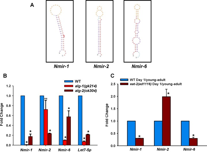 Expression of novel miRNAs during DR. (A) The secondary structures of 3 predicted novel miRNA candidates as generated using the miRDeep2 program. (B) Expression of predicted novel miRNAs were examined in specific Argonaut gene mutants alg-1(gk214) or alg-2(ok304) by QRT-PCR (C) Expression changes of novel miRNAs in eat-2(ad1116) as compare to WT collected on day 1 of adulthood (young-adult worms) by qRT-PCR. Error bars indicate Standard Deviation between independent biological replicates. The p-values were calculated by t-test (* represents p 