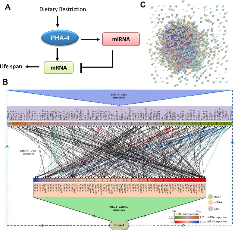 PHA-4 controls a large number of genes by feed-forward loops using miRNAs. (A) A representation of transcription factor-miRNA feed forward loop involving PHA-4 that controls life span during DR. (B) A complex regulatory network involving PHA-4 and its target mRNAs that are also regulated by PHA-4-controlled miRNAs. The network was generated using Cytoscape v3.1.1. Only a subset of genes targeted by PHA-4-regulated miRNA [as determined by mirTarBase were used to generate a representative decongested network. The boxes corresponding to the miRNA or mRNA/genes are colored based on their fold induction in eat-2(ad1116) as compared to WT. Edges are colored based on the number of miRNAs regulating a particular gene. Dark red are for genes regulated by 20 or more miRNAs while those regulated by less than 10 miRNAs are in black. MiRNAs that have no target listed in mirTarBase are in red. (C) The genes targeted by PHA-4 transcriptionally as well as post-transcriptionally are highly connected by protein-protein interactions, as determined by STRING software.