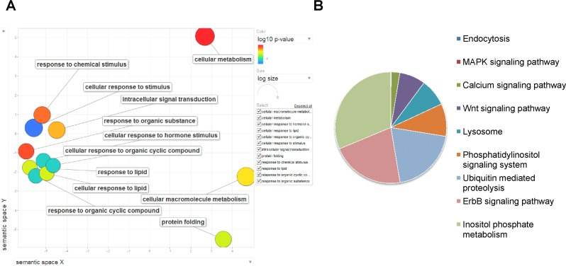 Genes regulated by PHA-4,transcriptionally as well as post-transcriptionally using miRNA are involved in important biological functions during DR. (A) The 1073 genes are enriched in GO terms pertaining to protein folding, cellular metabolism and response to external stimuli. GO analysis was performed using GORILA software and visualized with REVIGO. (B) KEGG pathway components for signaling, lysosome and ubiquitin-mediated decay are enriched in genes that are regulated by PHA-4-controlled FFLs.