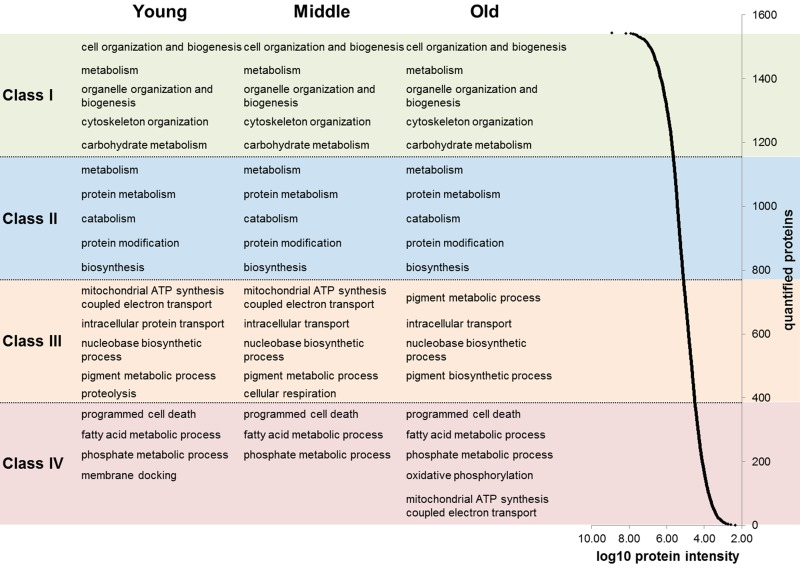 Abundance ranges of quantified proteins