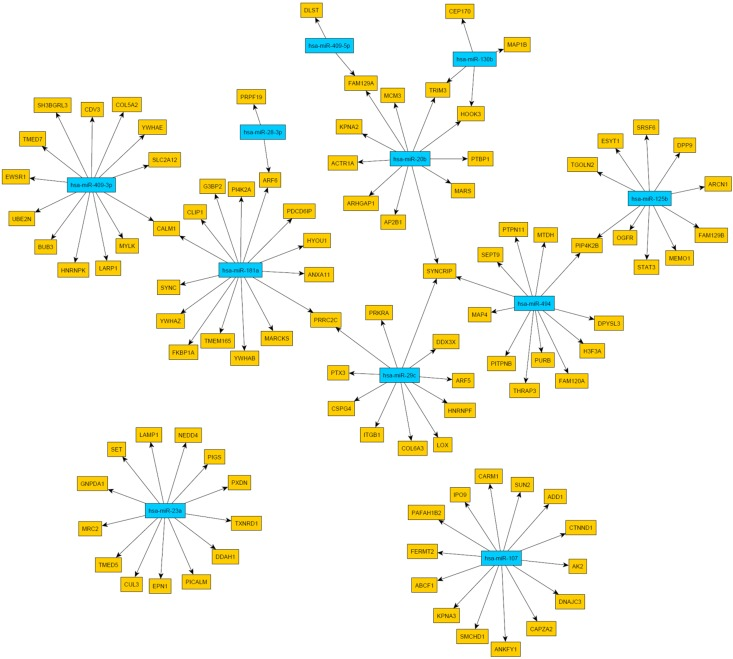 Network of miRNA-protein relationships obtained by the combination of target predictions and a penalized regression analysis integrating miRNA and protein expression measurements