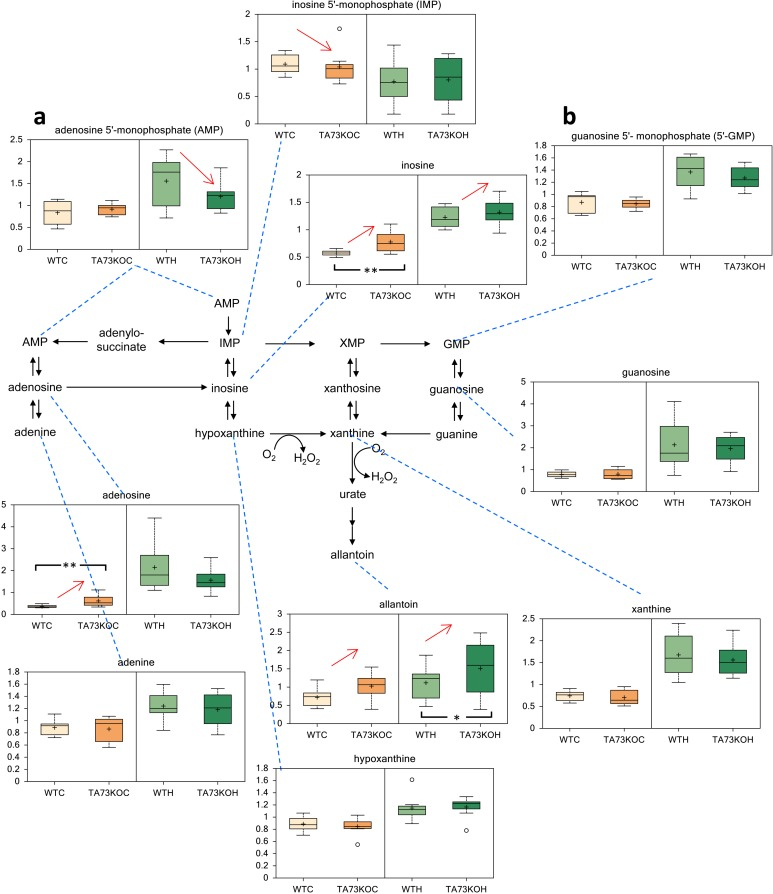 Metabolic Analysis of TAp73 KO mouse Cortex and Hippocampus