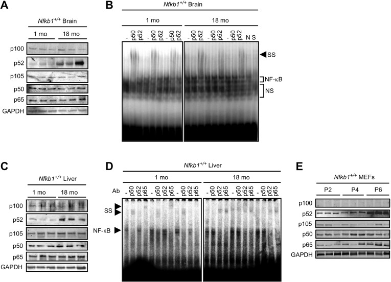 p50 DNA binding declines with age