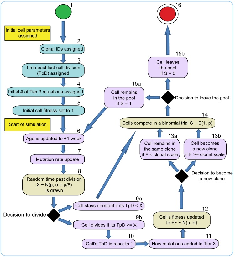 Stochastic model of HSC cell fate decisions