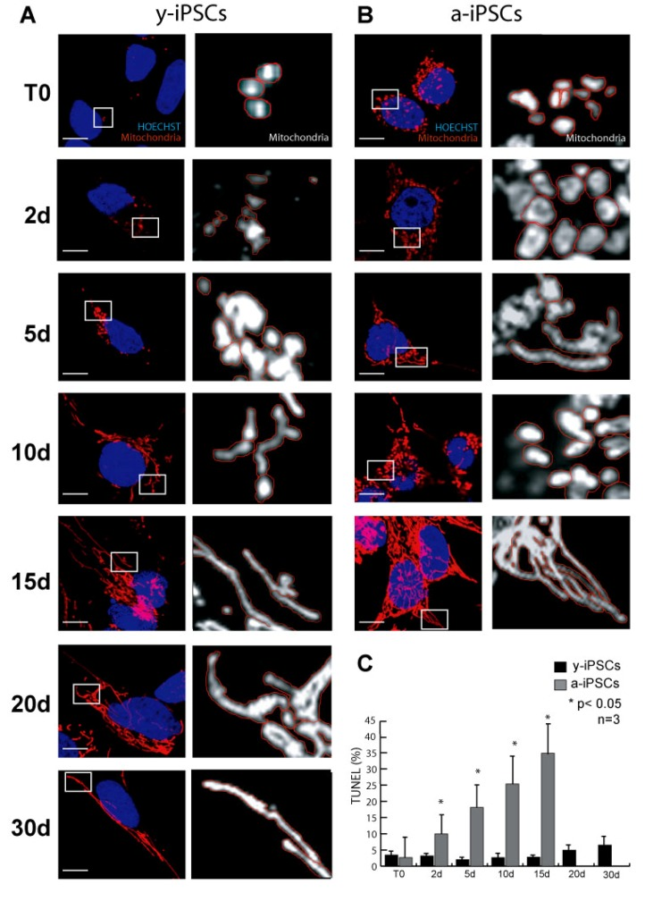 Characterization of mitochondria in y- and a-iPSCs in proliferating condition and during in vitro neurogenesis