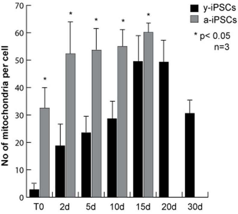 Quantitative analysis of the number of mitochondria in y- and a-iPSCs before and during neuronal differentiation