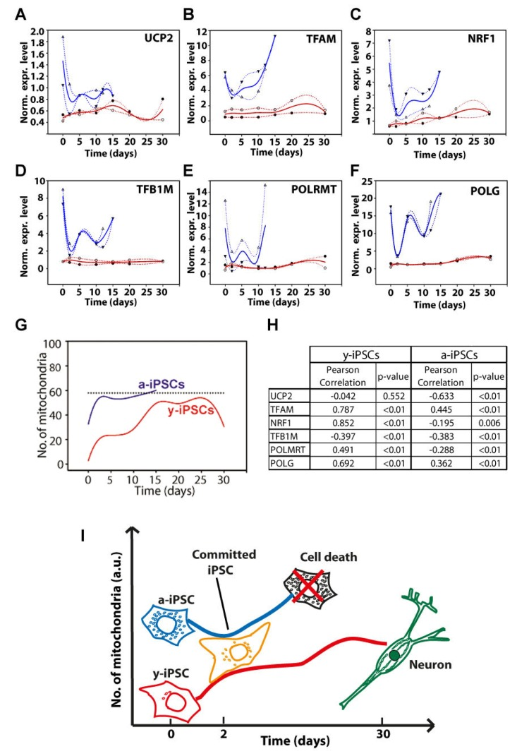 Gene expression analysis of genes relevant to mitochondrial biogenesis and schematic drawing depicting the differences between young- and aged-iPSCs during neuronal differentiation in relation to mitochondrial number and cell death