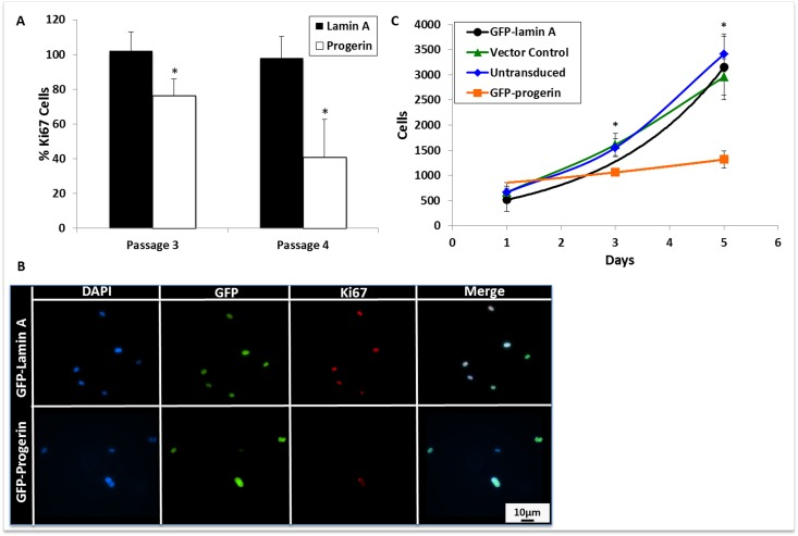 Progerin expression decreases MIAMI cell proliferation. (A) Quantification of Ki67 immunofluorescent staining. At least 10 random fields per cell line were selected and cells were scored as positive or negative for Ki67 expression. Progerin expression significantly decreases Ki67 expression when compared to lamin A MIAMI cells in the same passage. (B) Immunofluorescent images of transgene and Ki67 expression, a marker of proliferation, in lamin A and progerin MIAMI cells. (C) Growth curve of untransduced MIAMI cells, vector control, lamin A, and progerin MIAMI cells. Progerin expression significantly decreases cell number at days 3, and 5 when compared to control cells. There were no significant differences between the control cell lines. Values are mean ± standard deviation (n≥3). *pt-test.