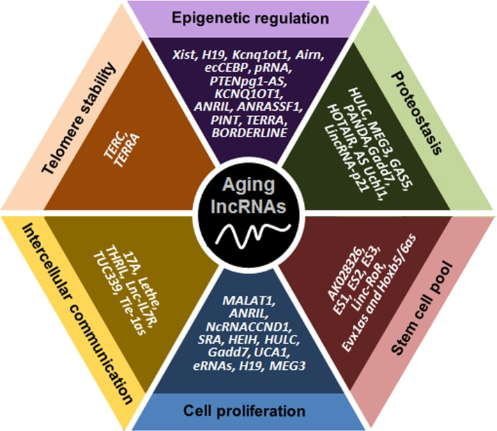 Schematic representation of lncRNAs affecting six major molecular traits of aging