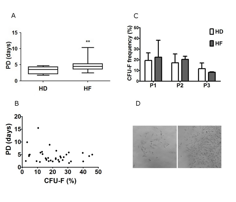 Analysis of in vitro proliferation activity of HD and HF BM-MMSC cells seeded at 3000 cells/cm2 and expanded in normoxia (pO2 =20%)