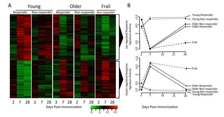 Young and older subjects exhibit qualitatively different responses to influenza vaccination