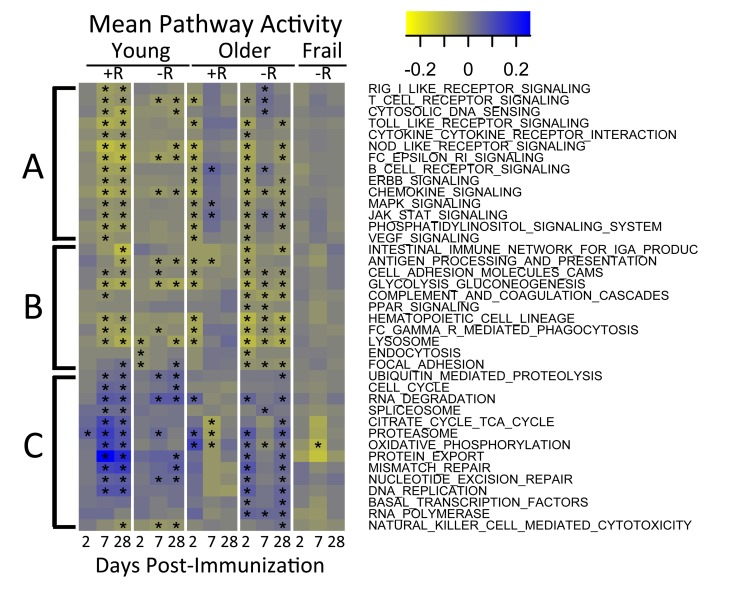 Pathway activities in response to vaccine