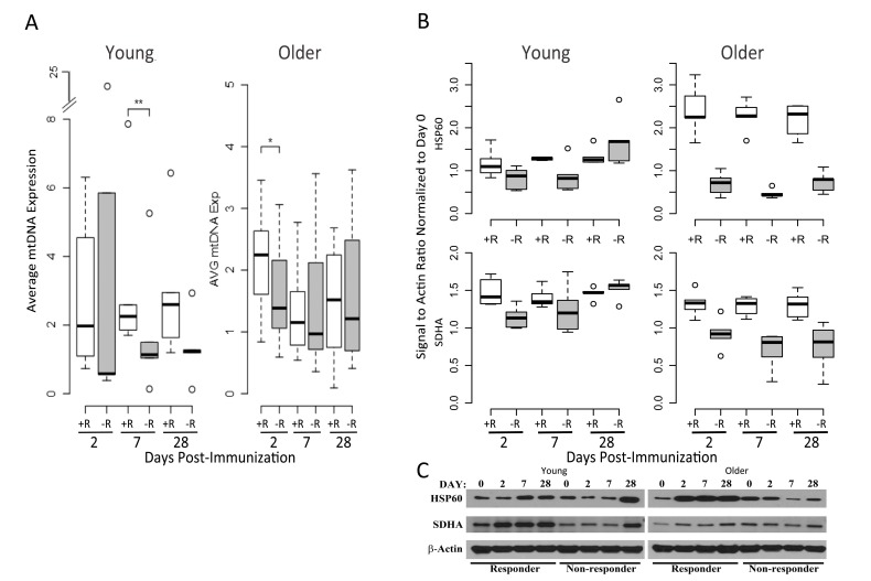 Mitochondrial DNA and OXPHOS protein abundance confirm the elevated OXPHOS signature of responders