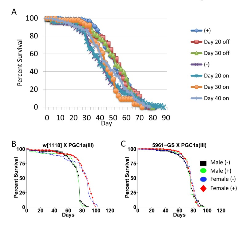 Critical period for drug treatment and effect of dPGC-1 over-expression