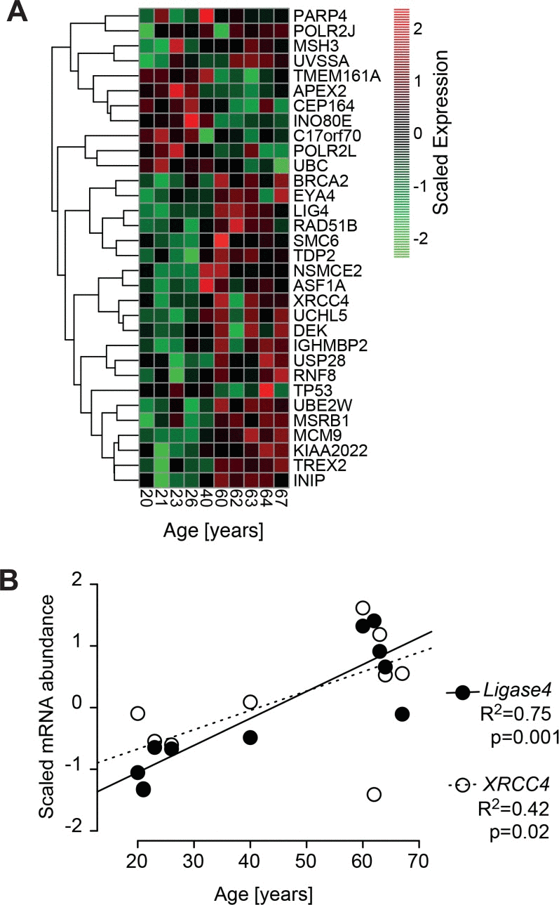 Age-correlated regulation of DNA-repair genes