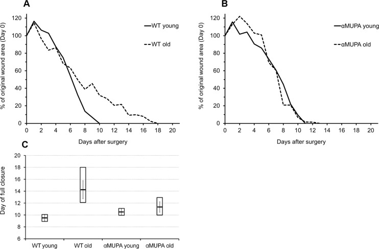 Time-course of wound closure in αMUPA and WT mice of different ages