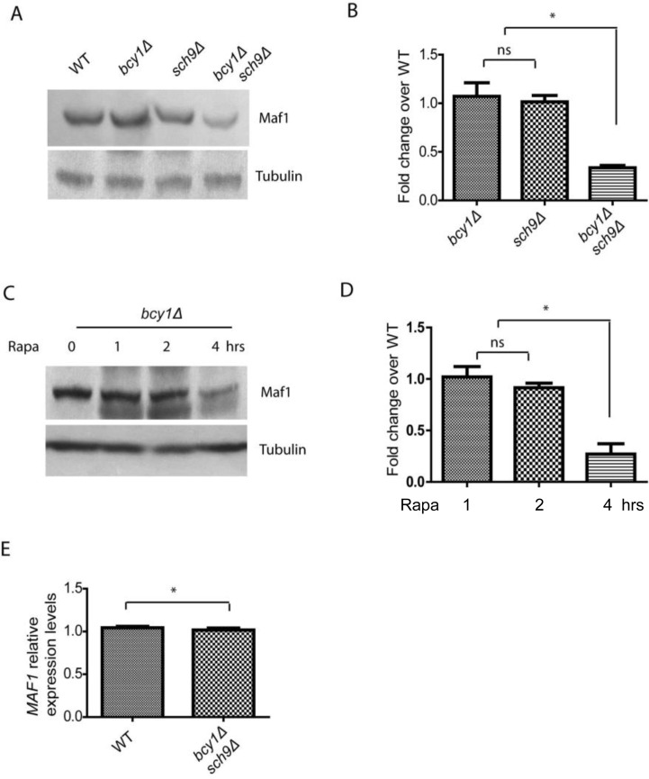 PKA and Sch9 coordinate to control Maf1 protein levels